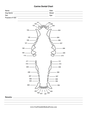 Canine Dental Chart