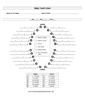 Baby Tooth Chart