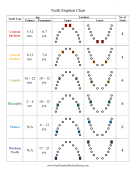 Tooth Eruption Chart